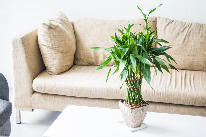 lucky bamboo for home